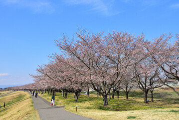 Fototapeta na wymiar 青空の下、満開の桜並木