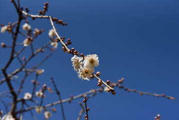 青空に映える白梅