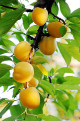 Ripe apricots in the orchard