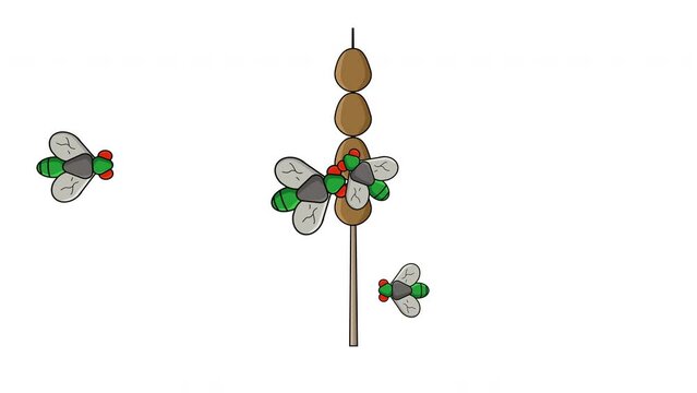 Animation of egg satay being visited by flies