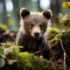 Fototapeten Photo of a fuzzy baby bear cub exploring the forest . Generative AI © Aditya
