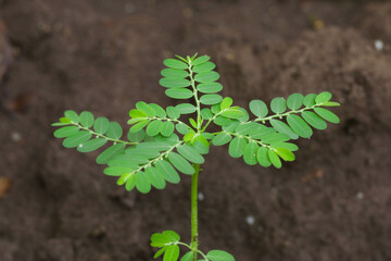 Phyllanthus niruri. Gale of the wind. Stonebreaker. Seed under leaf. Young plant in nature.