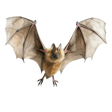 A Majestic Bat in Flight, Gliding Gracefully Through the Night Sky . Transparent background cutout. PNG file