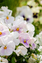 Fototapeta premium viola flowers in the garden