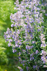 nepeta flowers in the garden