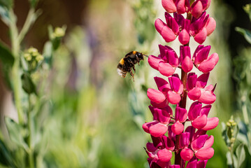 lupine with bee in the garden
