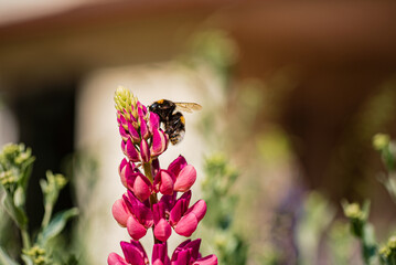lupine with bee in the garden