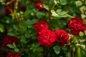 nice roses in the garden.