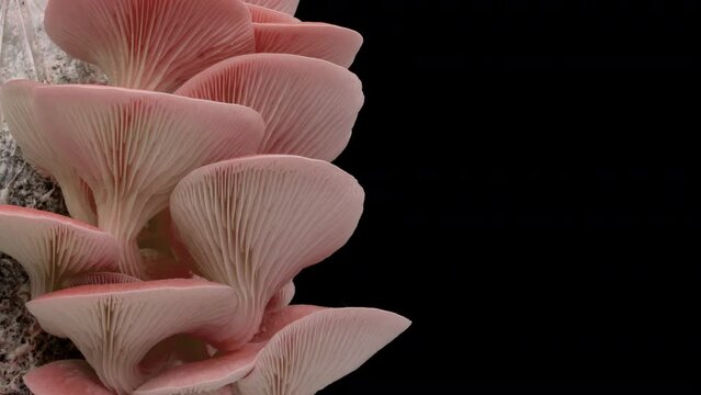 pink oyster mushrooms growing on a black background, time lapse 4k video