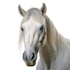 A Majestic White Horse with Flowing Mane, Gracefully Poised Before a Pure White Canvas . Transparent background cutout. PNG file