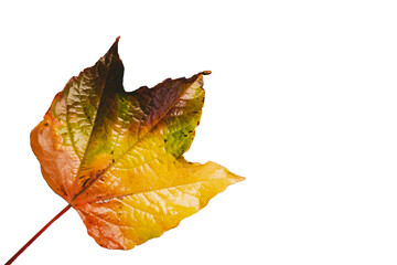 Fototapeta premium Digital png illustration of yellow leaf on transparent background
