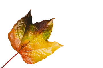 Digital png illustration of yellow leaf on transparent background