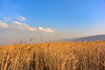 golden wheat field in huancayo city