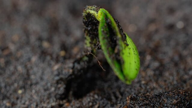 Fresh cucumber growing macro time lapse. Close-up of tiny leaves sprouting and growing. Healthy vegan food concept. Motorized panoramic movement. 4k video