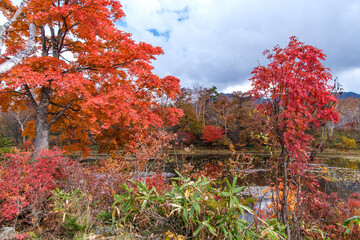 岸辺の紅葉