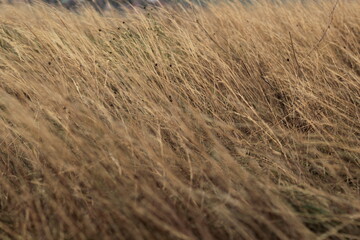 Grass stems dancing in the wind in the autumn morning