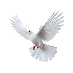 Obraz premium A free flying white dove isolated on transparent background -