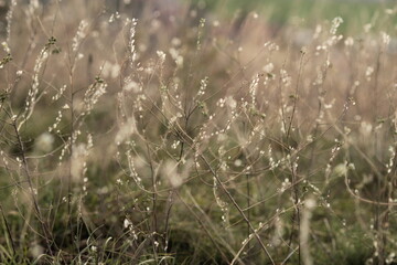 Grass stems with beautiful pattern in the autumn meadow