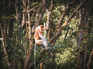 An adult male proboscis monkey (Nasalis larvatus)alpha male is enjoying sitting on a tree. Proboscis monkeys are endemic to the island of Borneo, which are scattered in mangroves, swamps and coastal.	