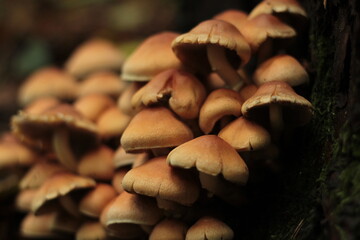 A group of mushrooms in the autumn forest