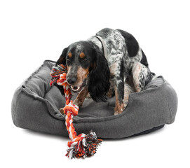 Cute cocker spaniel with toy sitting in pet bed on white background