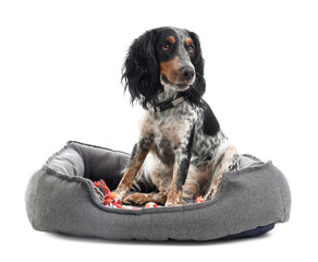 Cute cocker spaniel with toy sitting in pet bed on white background