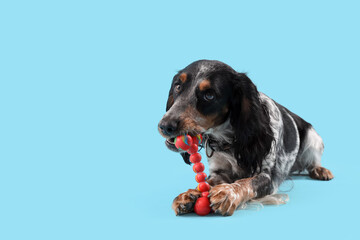 Cute cocker spaniel with pet toy lying on blue background