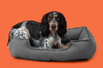 Cute cocker spaniel lying in pet bed on orange background