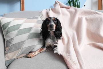 Cute cocker spaniel lying on sofa in living room