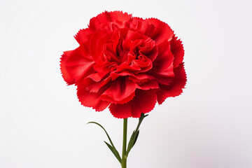 red poppy isolated on white