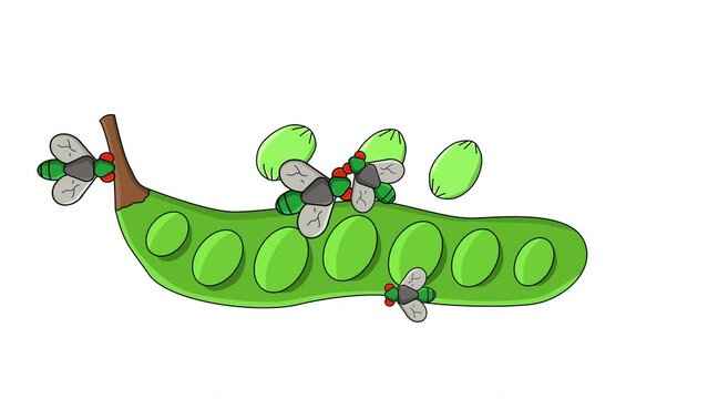 Animation of petai fruit being attacked by flies