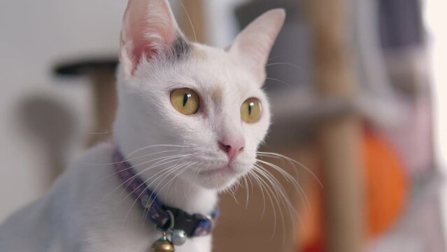Adorable white Thai cat with an irresistibly cute charm. Close up shot cute white cat
