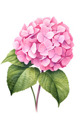 Fototapeta na wymiar Pink Hydrangea or Hortensia flower