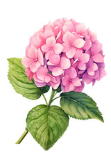 Fototapeta na wymiar Hydrangea or Hortensia flower in pink on a transparent background