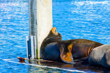 Lonely sea lion resting on a wooden platform in the water. Sleeping sea lion rests his head on a white pole.