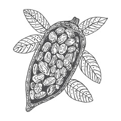 Cocoa beans hand drawn black and white vector illustration
