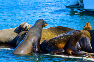 A group of sea lions resting on a floating platform. The sea lions are laying on top of each other and appear to be sleeping.