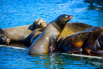 A group of sea lions resting on a floating platform. The sea lions are laying on top of each other and appear to be sleeping.