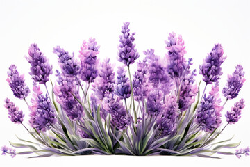 Fototapeta premium lavender flowers isolated on white background