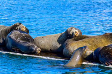 A group of sea lions resting on a floating platform. The sea lions are laying on top of each other and appear to be sleeping.