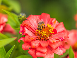 A bee collects nectar from Red marigolds flower in the garden in summer close-up.