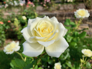 Symmetrical white rose in the rose garden