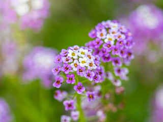 Verbena bonariensis flowers, Argentinian Vervain or Purpletop Vervain, Clustertop Vervain, Tall Verbena, Pretty Verbena, in garden