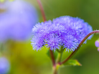 Close-up of small, purple flowers, Ageratum Houstonianum, also know as Floss flower, Pussy Foot, or Blue mink.