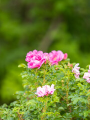 Blooming rosehip flower, beautiful pink flower on a bush branch. Beautiful natural background of blooming greenery.