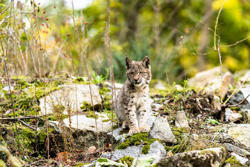 Lynx in green forest with tree trunk. Wildlife scene from nature. Playing Eurasian lynx, animal behaviour in habitat. Wild cat from Germany. Wild Bobcat between the trees