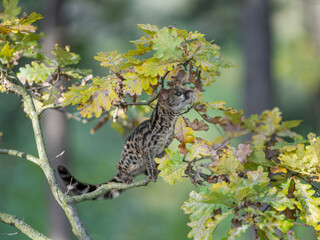 Large-spotted genet (Genetta tigrina) in natural habitat, South Africa
