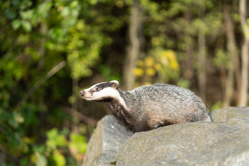 The badger (Meles meles) is a carnivore that inhabits all of Europe except northern Scandinavia,