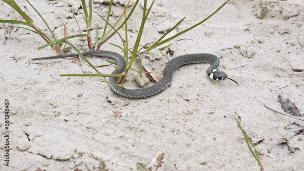 Poster a grass snake resting in a sandy environment - close up a grass snake resting in a sandy environment