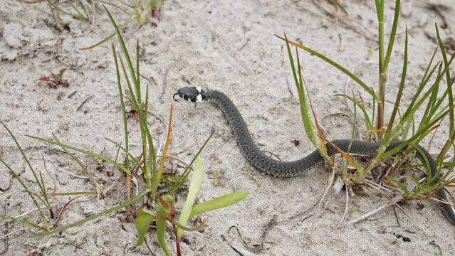 A Grass Snake Slithering Through a Sandy Environment - Close Up